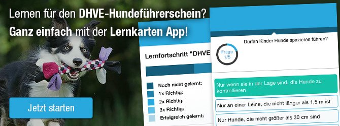 Lernkarten App